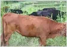 中国肉牛产业如何“牛”起来 | 动物养殖资料