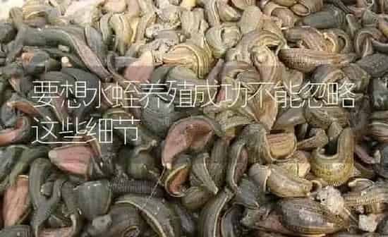 要想水蛭养殖成功不能忽略这些细节 | 特种养殖