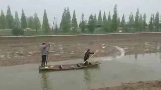 河蟹池塘白浊水问题的成功处理案例