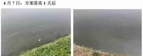 池塘倒藻后用“101+藻源素”快速肥水效果好