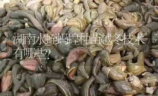 湖南水蛭蚂蝗种苗越冬技术有哪些？ | 特种养殖