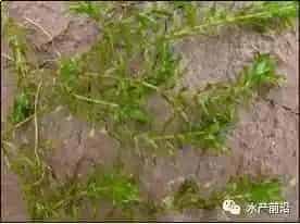 新型“稻虾共作”模式技术，可使贱卖小龙虾价格直升5倍多，产量还能扩大3倍