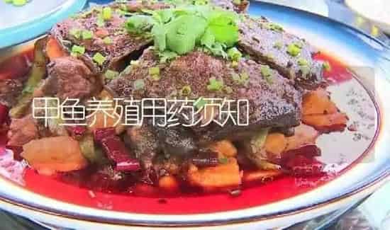 甲鱼养殖用药须知 | 养殖病虫害防治