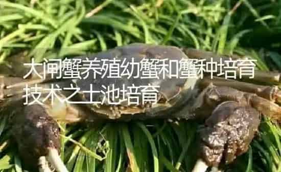 大闸蟹养殖幼蟹和蟹种培育技术之土池培育 | 淡水养殖