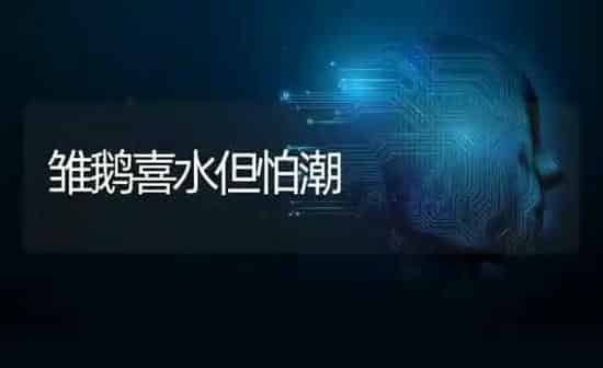 雏鹅喜水但怕潮 | 家禽养殖