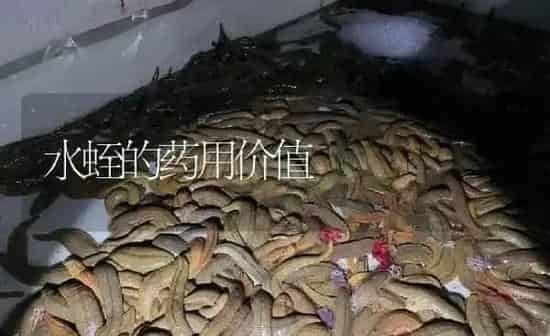 水蛭的药用价值 | 养殖病虫害防治