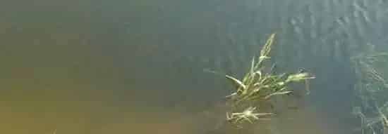河蟹养殖水草养护——不良水质