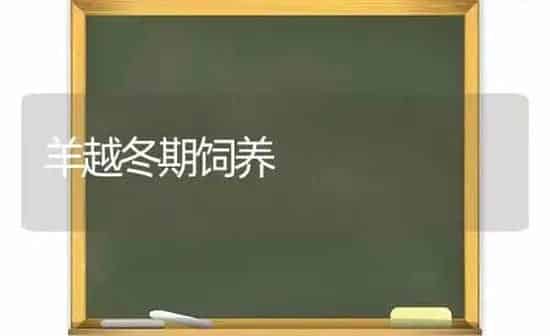 羊越冬期饲养 | 家畜养殖