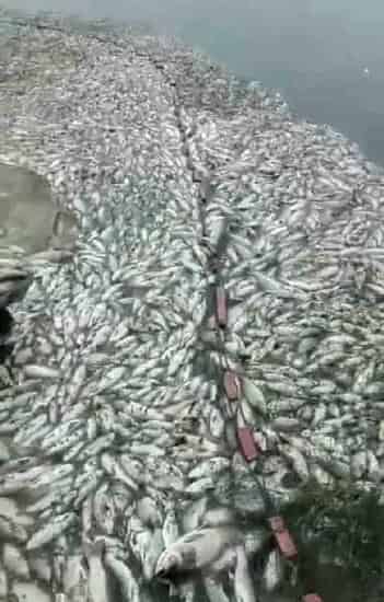 水产养殖过程中最恐怖的一件事儿——泛池