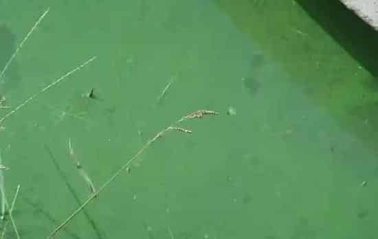 河蟹养殖水草养护——不良水质