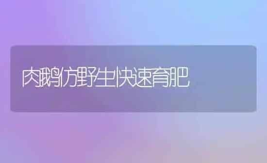 肉鹅仿野生快速育肥 | 家禽养殖