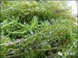 新型“稻虾共作”模式技术，可使贱卖小龙虾价格直升5倍多，产量还能扩大3倍