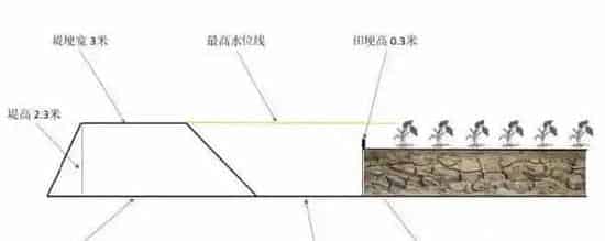 新型“稻虾共作”模式技术，可使贱卖小龙虾价格直升5倍多，产量还能扩大3倍