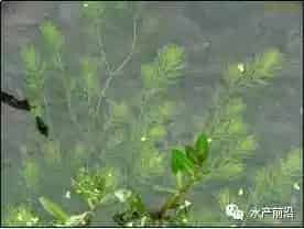 新型“稻虾共作”模式技术，可使贱卖小龙虾价格直升5倍多，产量还能扩大3倍