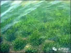 新型“稻虾共作”模式技术，可使贱卖小龙虾价格直升5倍多，产量还能扩大3倍