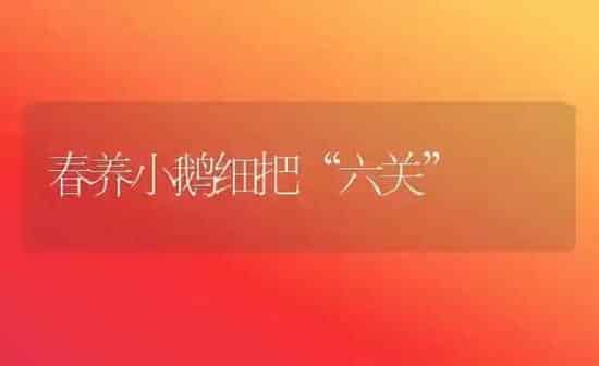 春养小鹅细把“六关” | 家禽养殖