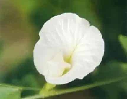 [豆科蝶豆属] 蝶豆(别名：蓝花豆、蓝蝴蝶) 豆科