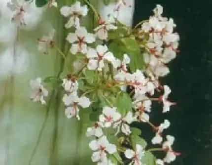 [豆科羊蹄甲属] 孪叶羊蹄甲(别名：牛耳麻、飞机藤、二裂叶羊蹄甲) 豆科