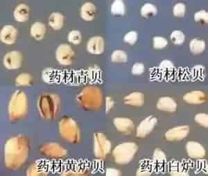 川贝母(贝母、川贝)