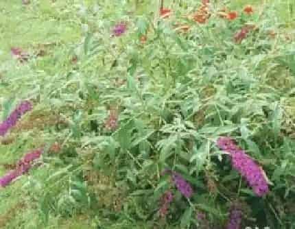 [马钱科醉鱼草属] 大叶醉鱼草(别名：绛花醉鱼草、兴山醉鱼草) 马钱科