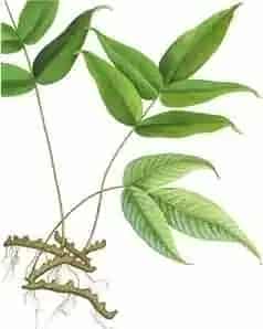 龙头节肢蕨(搜山虎、倒省莲)