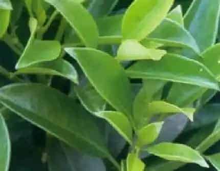 [马钱科灰莉属] 灰莉(别名：华灰莉、非洲茉莉) 马钱科