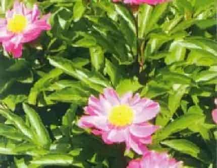[毛茛科芍药属] 芍药(别名：殿春、将离、离草、婪尾春、余客、红药) 毛茛科