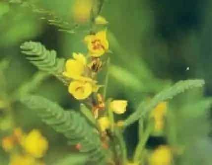 [豆科决明属] 含羞草决明(别名：山扁豆、梦草) 豆科