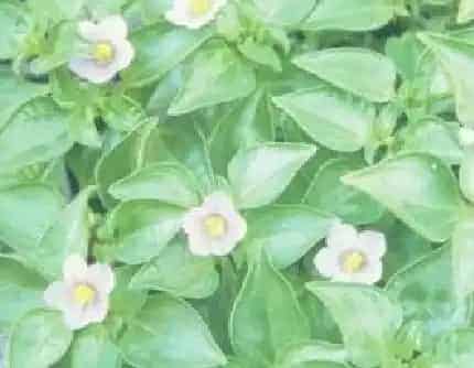 [龙胆科紫芳草属] 紫芳草(别名：紫星花) 龙胆科