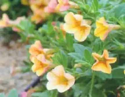 [茄科碧冬茄属] 舞春花(别名：小花矮牵牛、百万小铃) 茄科