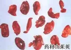 山茱萸()