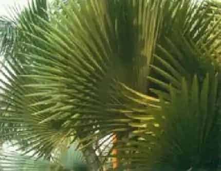 [棕榈科比斯马棕属] 霸王榈(别名：俾斯麦榈、霸王棕) 棕榈科