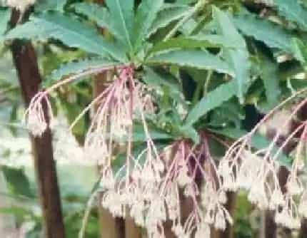 [紫金牛科紫金牛属] 密鳞紫金牛(别名：萝芒树) 紫金牛科