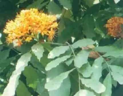[豆科无忧花属] 垂枝无忧树 豆科