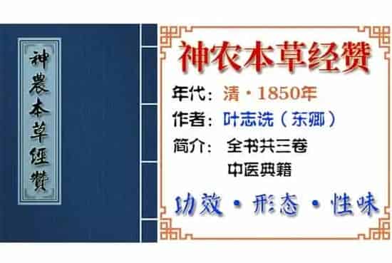 腐婢 摘自《神农本草经赞》