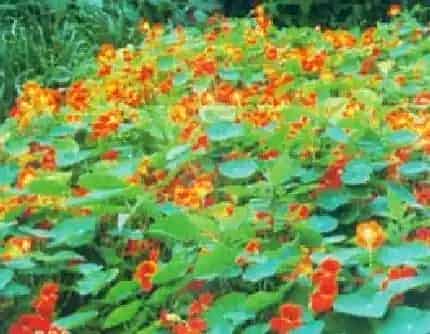 [旱金莲科旱金莲属] 旱金莲(别名：金莲花、旱荷、荷叶莲) 旱金莲科