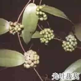 土茯苓()