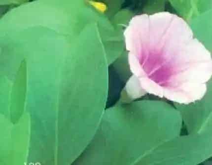 [旋花科番薯属] 厚藤(别名：马鞍藤) 旋花科