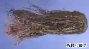 马鞭草(马鞭梢、铁马鞭)