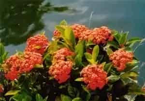 龙船花茎叶()