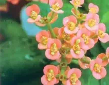 [大戟科大戟属] 虎刺梅(别名：铁海棠、虎刺、麒麟花) 大戟科