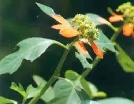 [大戟科大戟属] 猩猩草(别名：火苞草、草一品红) 大戟科