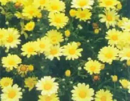 [菊科茼蒿属] 蓬蒿菊(别名：木春菊、茼蒿菊) 菊科