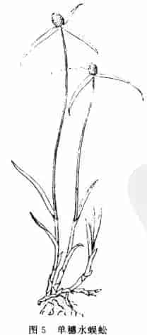 一箭球(三角草、水百足)