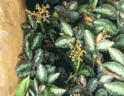 [荨麻科赤车属] 喷烟花(别名：叶烟花) 荨麻科