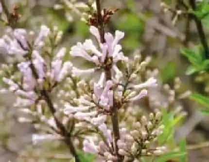 [木犀科丁香属] 波斯丁香(别名：花叶丁香) 木犀科