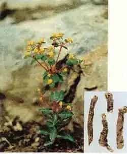 大狼毒(格枝糯、乌吐)