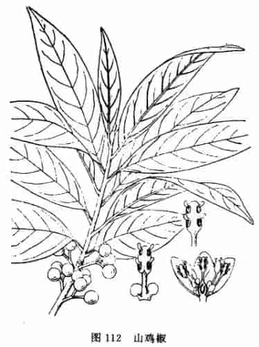 荜澄茄(澄茄，毗陵茄子，毕澄茄，毕茄)