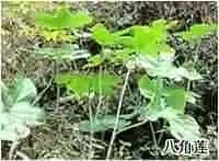 八角莲(鬼臼、爵犀)
