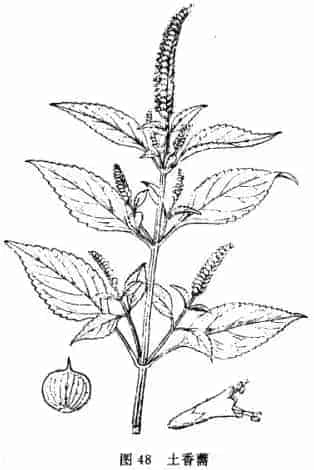 土香薷(小叶薄荷，满坡香、野荆芥，白花茵陈)